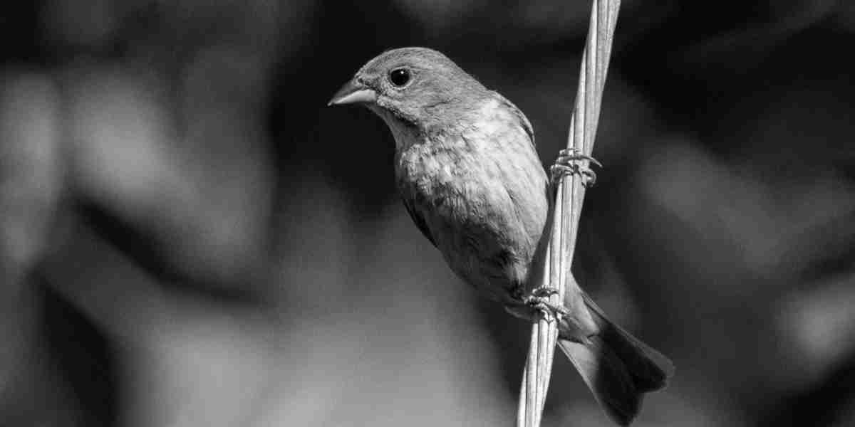 An Endangered Bird Missing for 24 Years Discovered Alive in Madagascar Forest.
