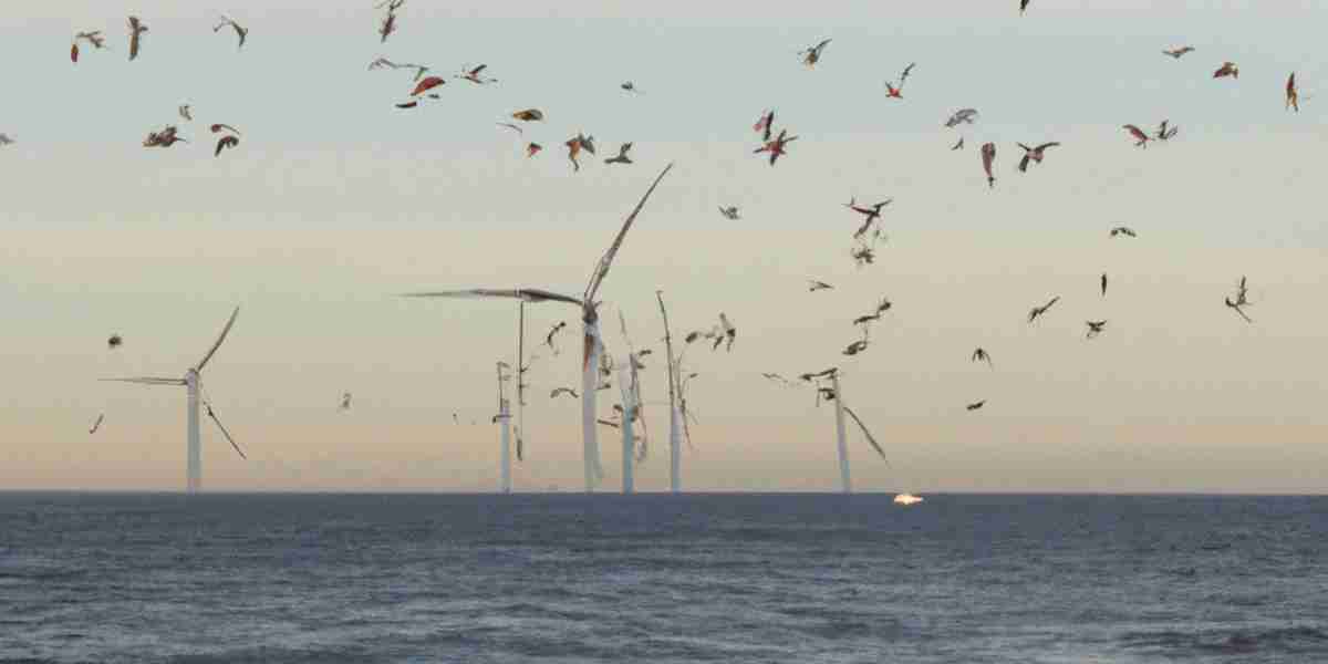 No Bird Collisions with Offshore Wind Farm during 2 Year Study